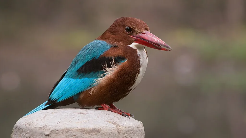 White-throated Kingfisher