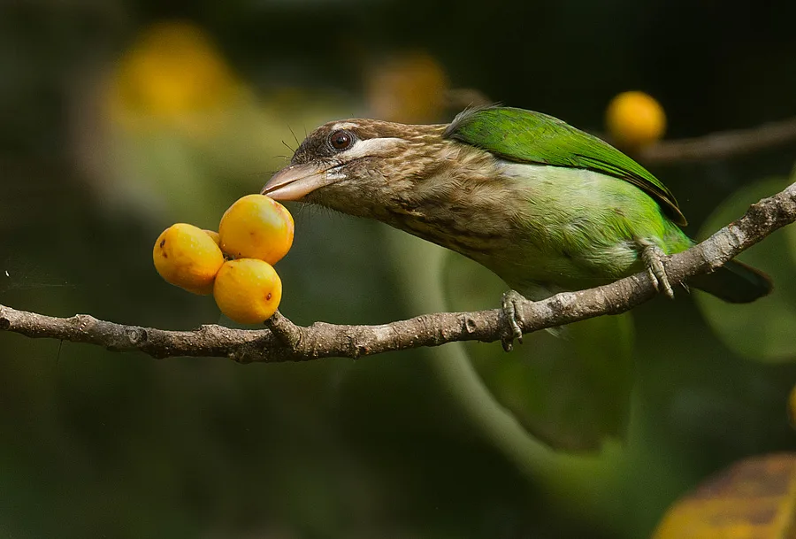 White cheeked barbet