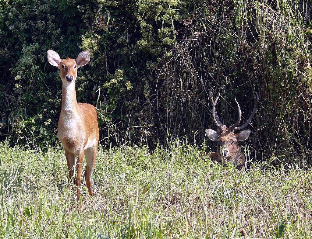 A pair of Sangai Deer at Keibul Lamjao National Park