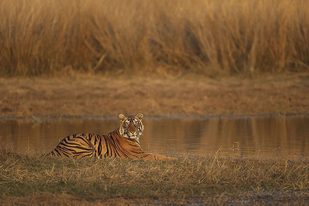 Tiger In the Golden Light