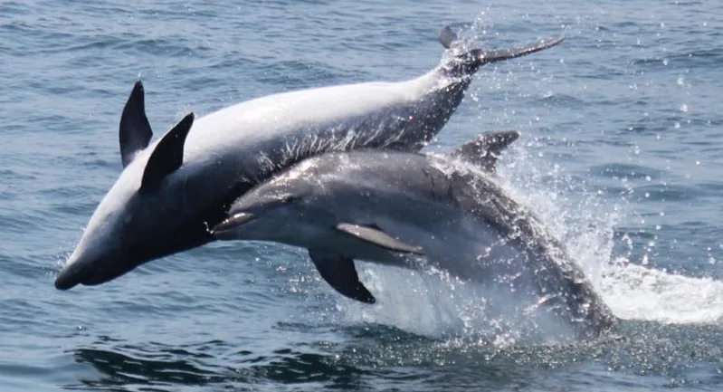 Shot during Dolphin safari by tourist