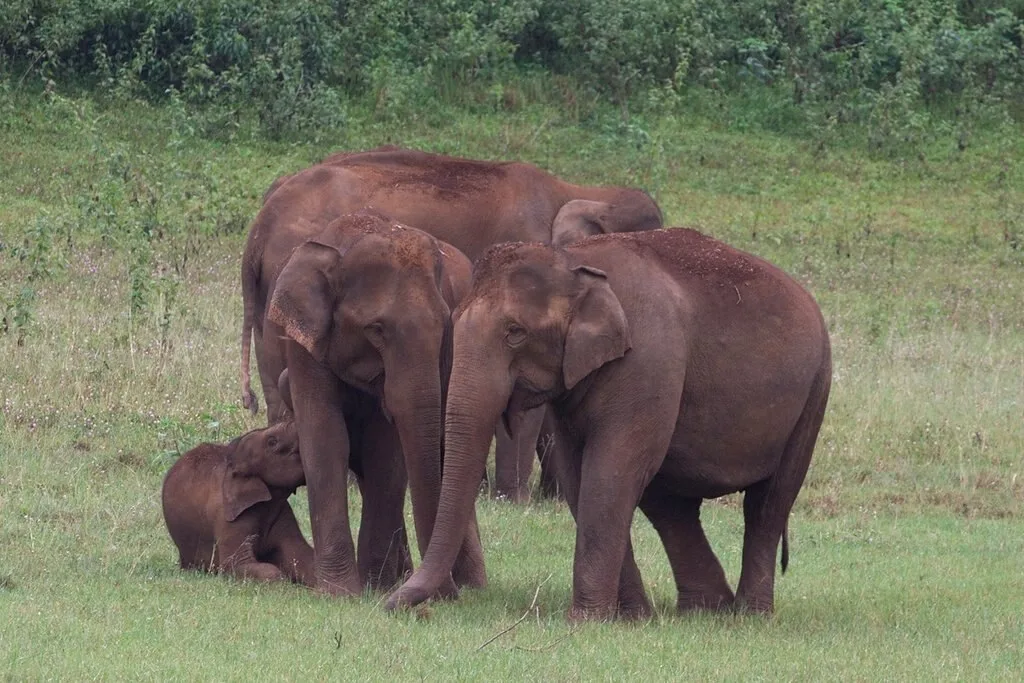 A group of elephants enjoying its time in the wild