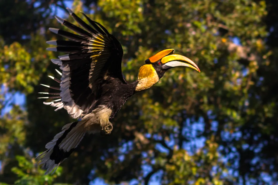 Great Indian Hornbill