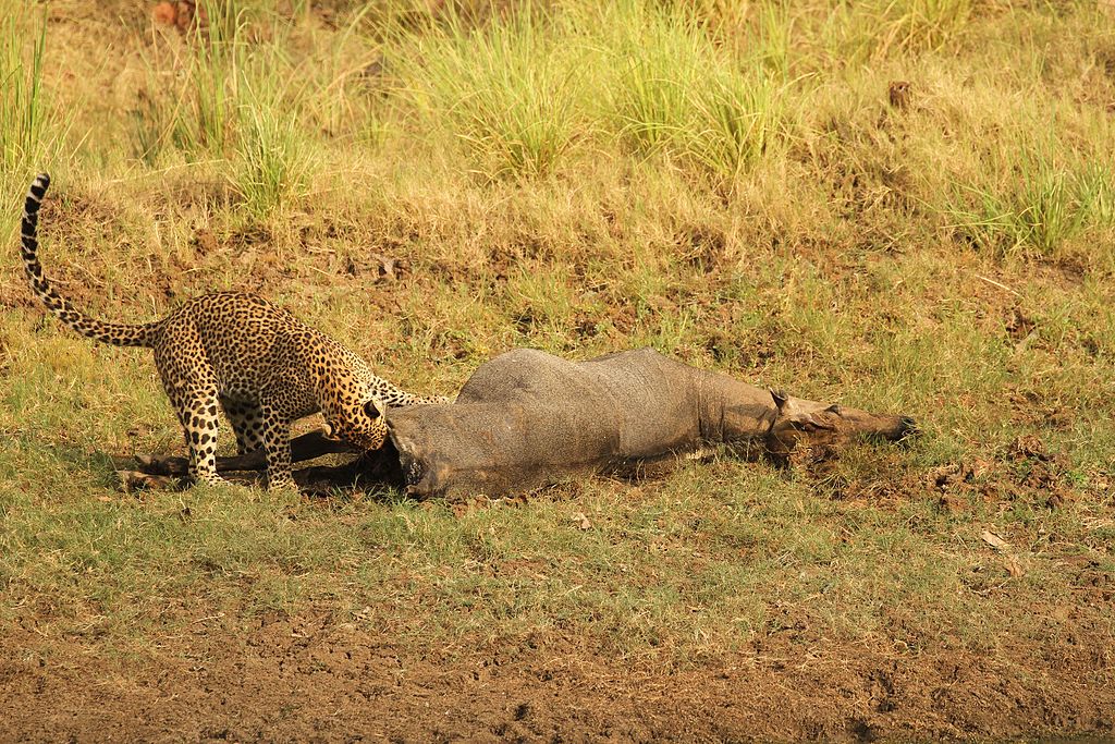 A leopard with its prey 