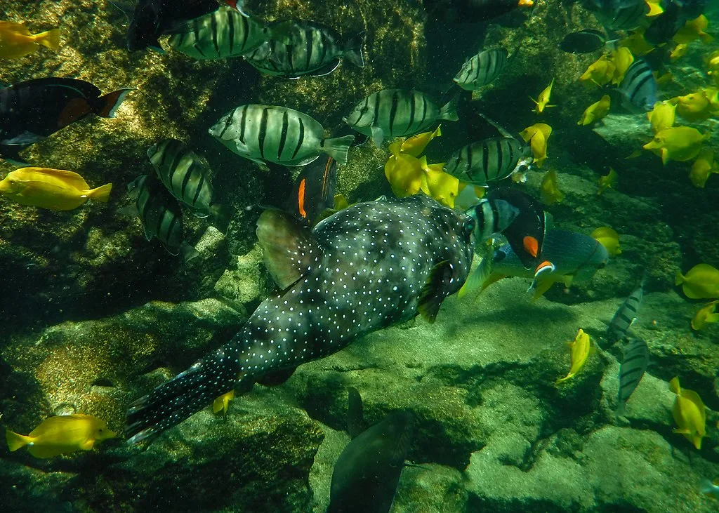 The vibrant marine life of Gulf of kutch Marine national park