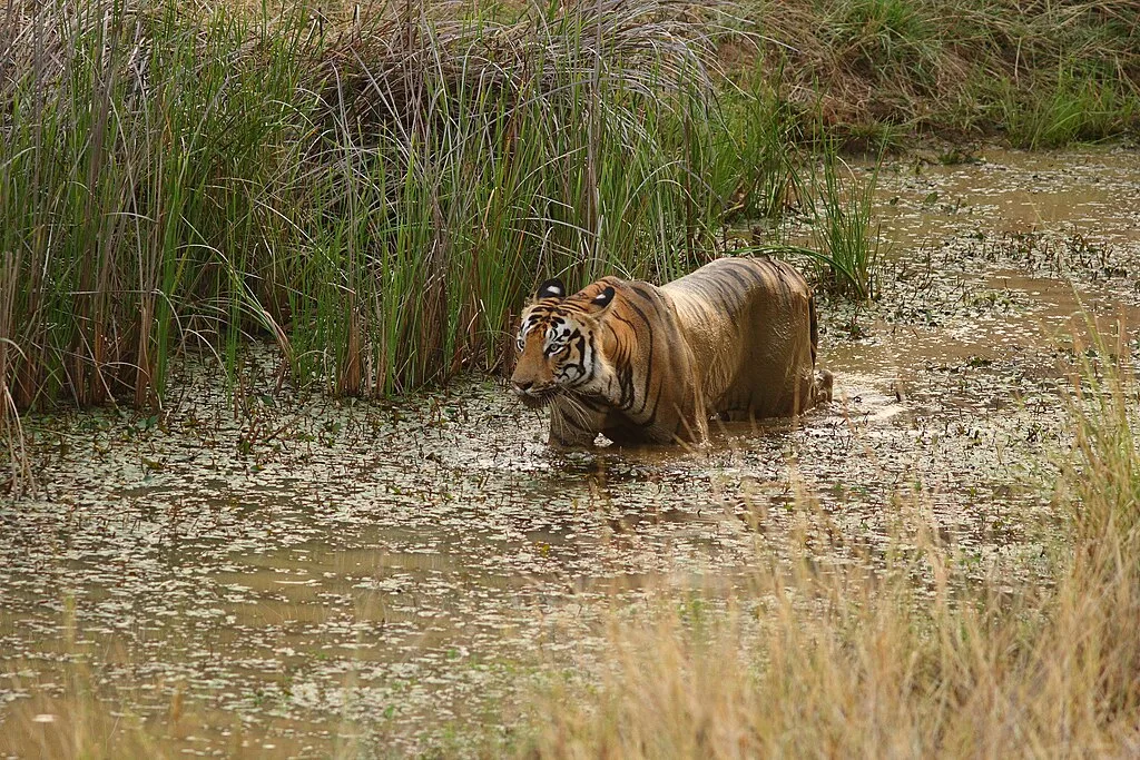 Tiger in the Simlipal National Park 