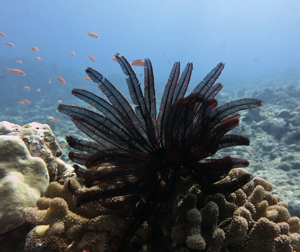 Feather star coral reef