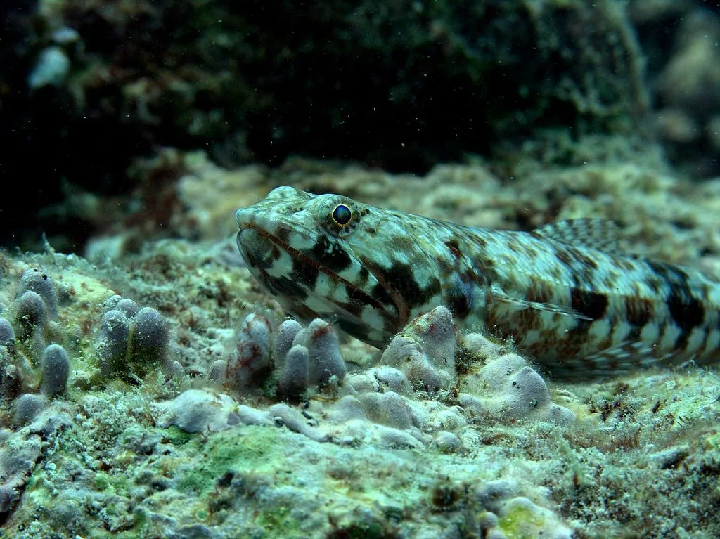 An idiosyncratic Lizardfish at Agatti