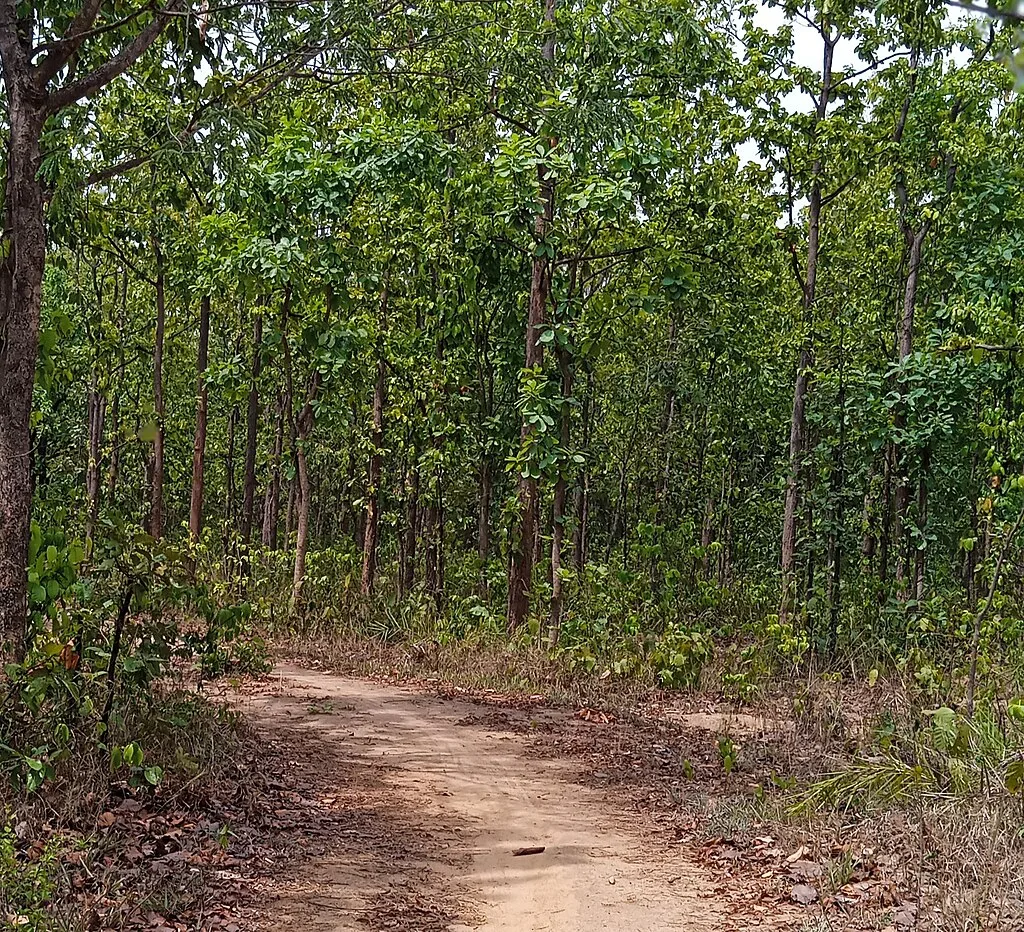 Sal forests that brings beauty of the forest