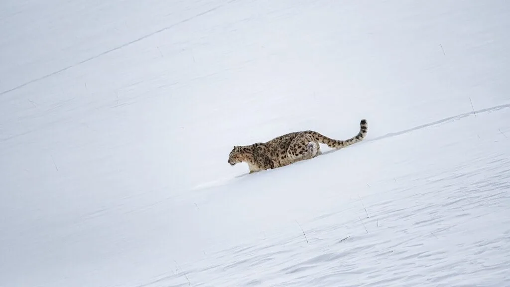 The stunning snow leopard have their being in remoteness