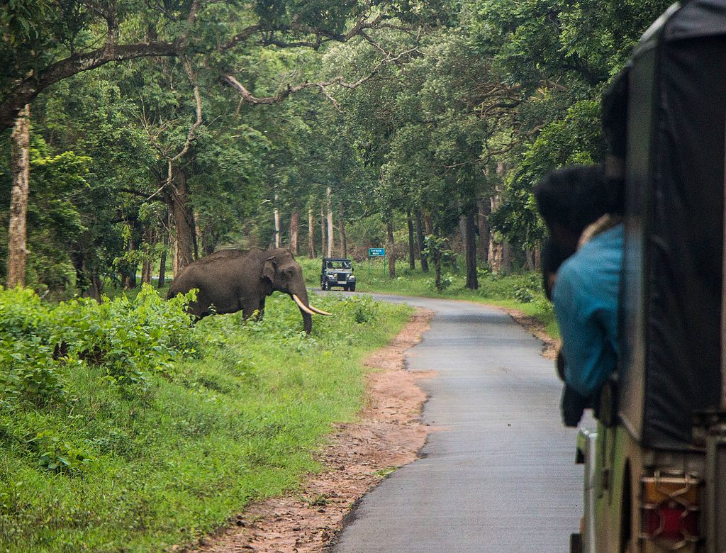 The Majestic elephant crossing inside the Reserve