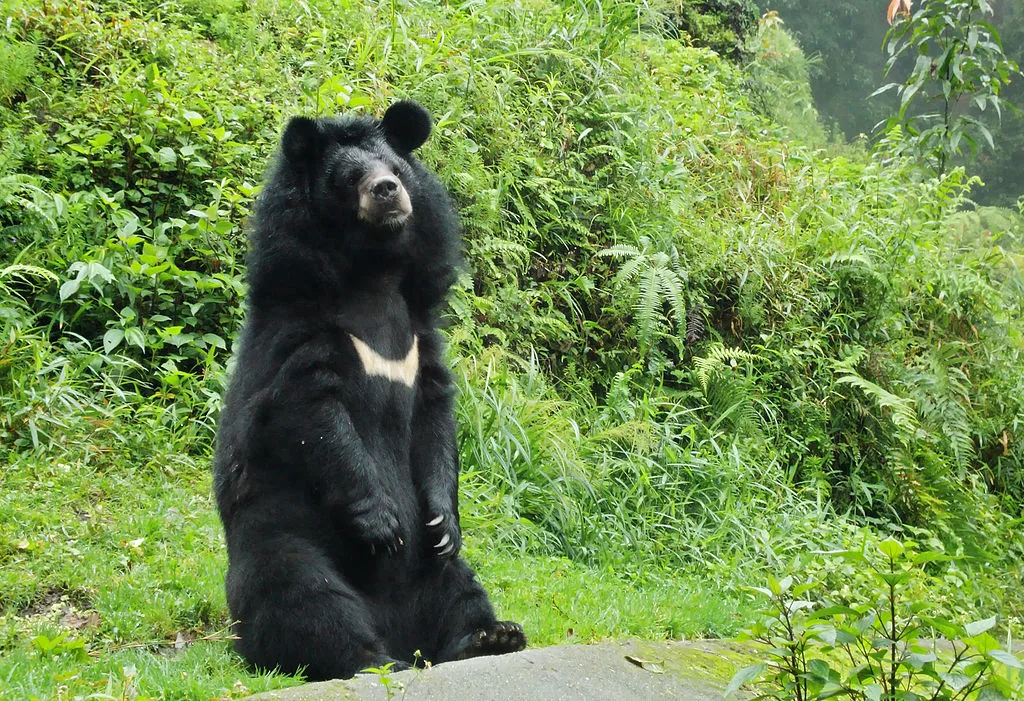 The Majestic Himalayan bear