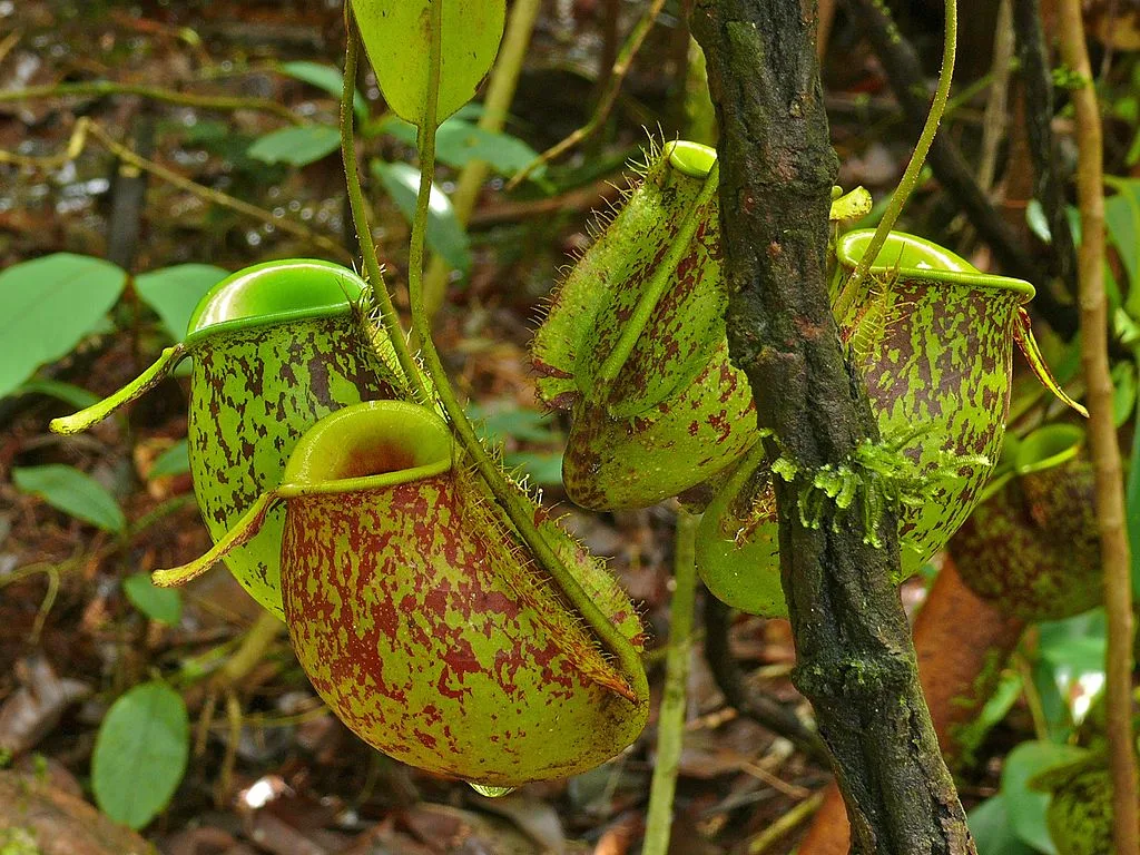 The colourful Pitcher Plants