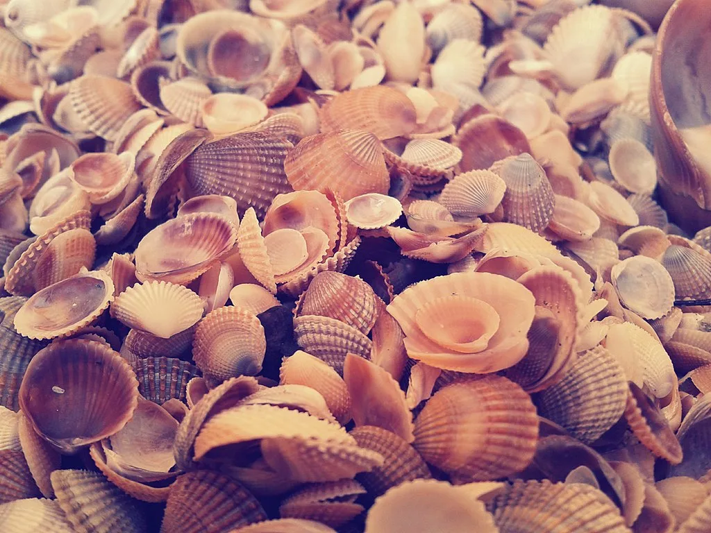 The Unique beach where one can collect lot of sea shells