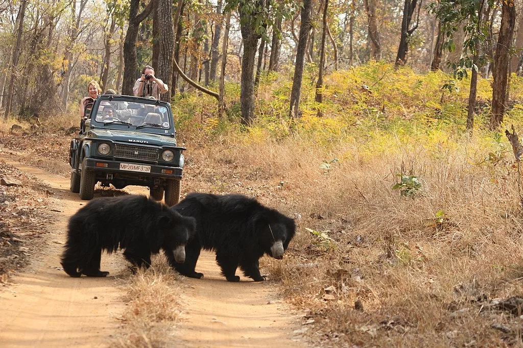 A pair of sloth bear