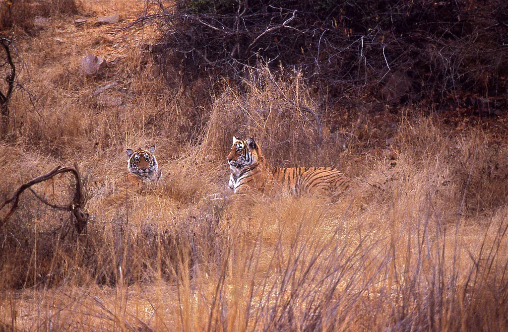 Female Tiger with its  young one