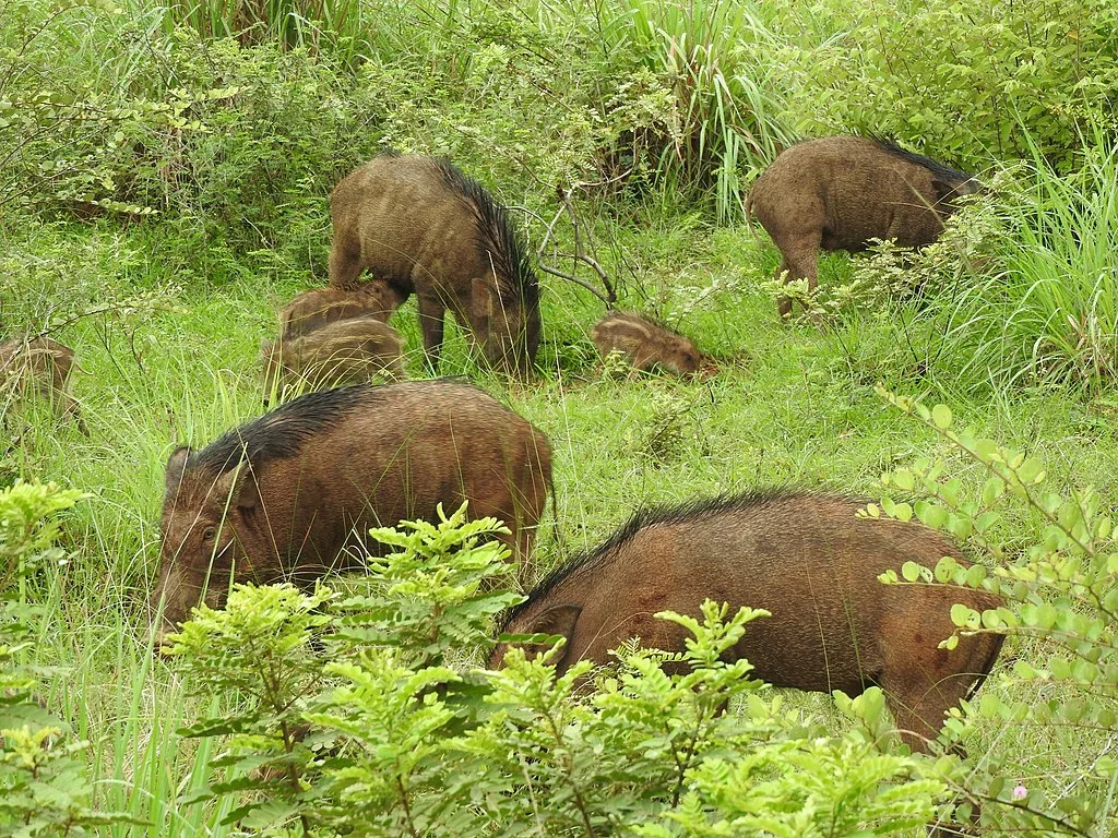 A group of Wild Boars gazing in the wild