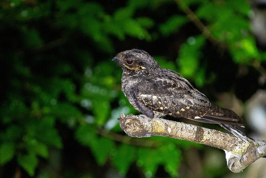 The vibrant Andaman Nightjar 