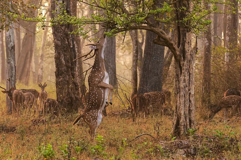 The spotted deer enjoying its meal