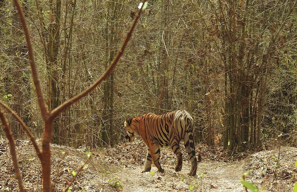 the charm of Bengal Tiger