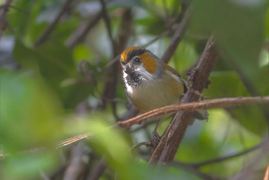 Black throated Parrotbill Neora Valley National Park