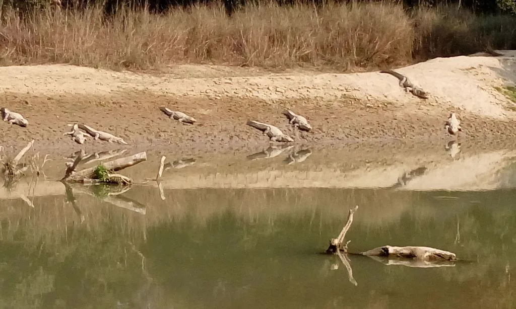 Crocodiles in Satkosia tiger Reserve