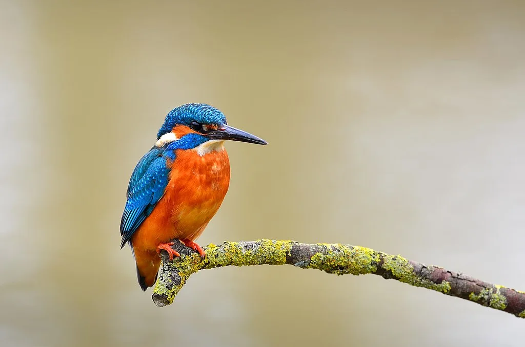 The colorful common kingfisher