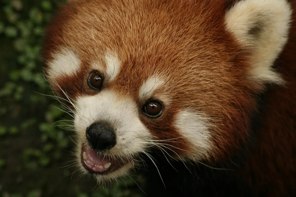 The cutest and the adorable  red panda