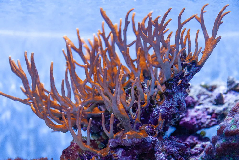 The mezmerizing Fire coral