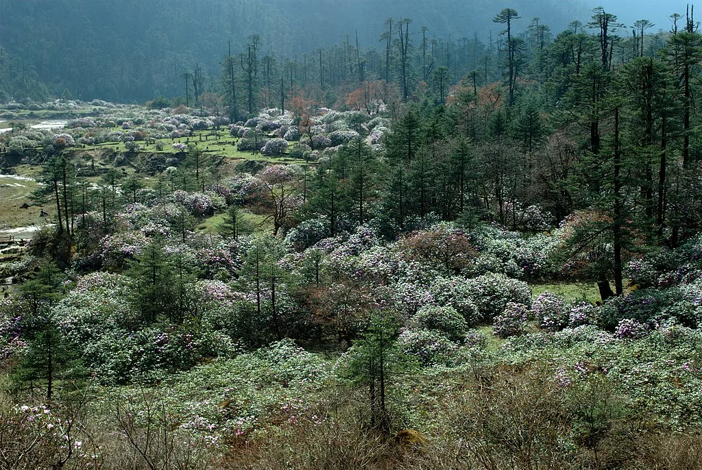 The mezmerising wild flowers of the forest in sikkim