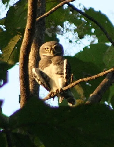 the cute owl which draws attention to the visitors