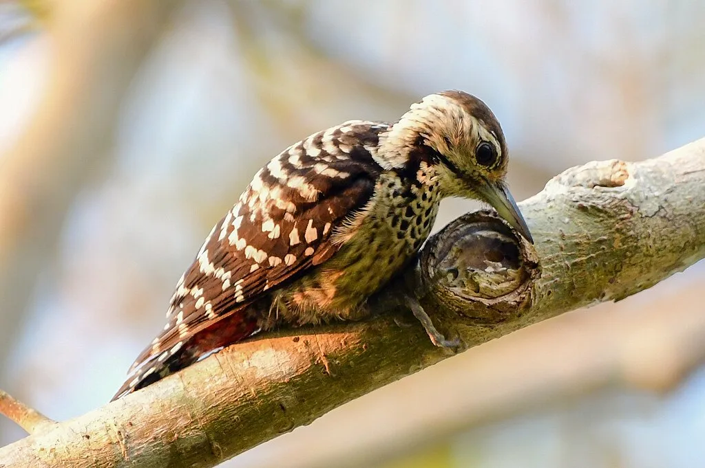 Fulvous breasted Woodpecker, Andaman Islands