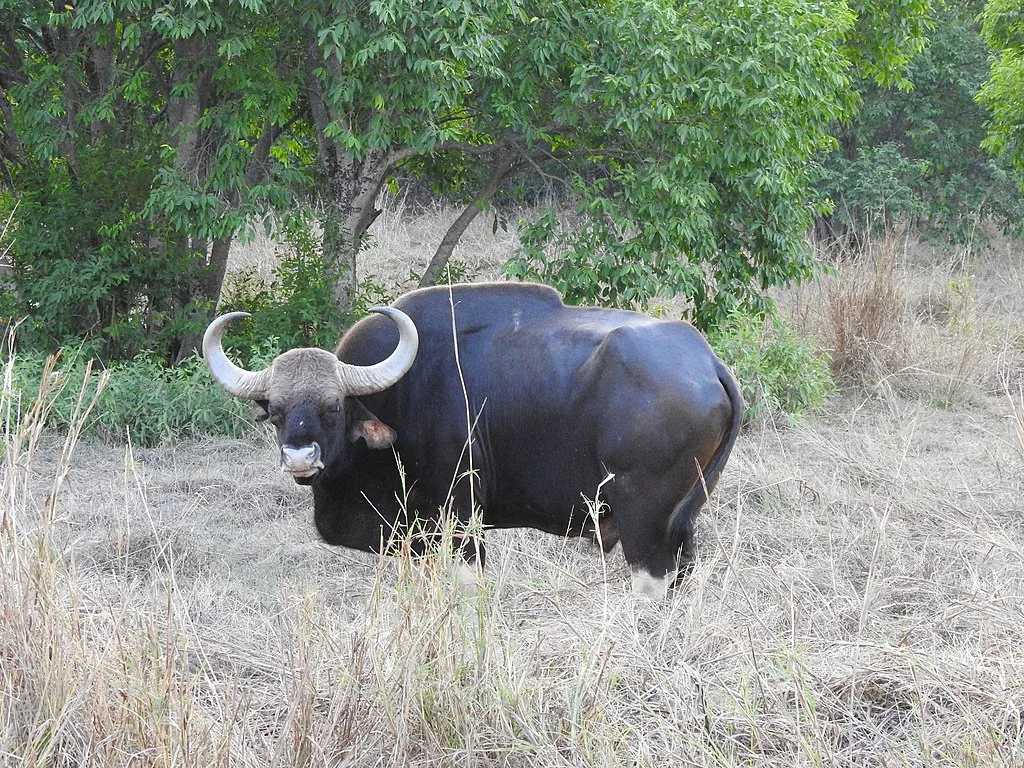 The mighty Gaur