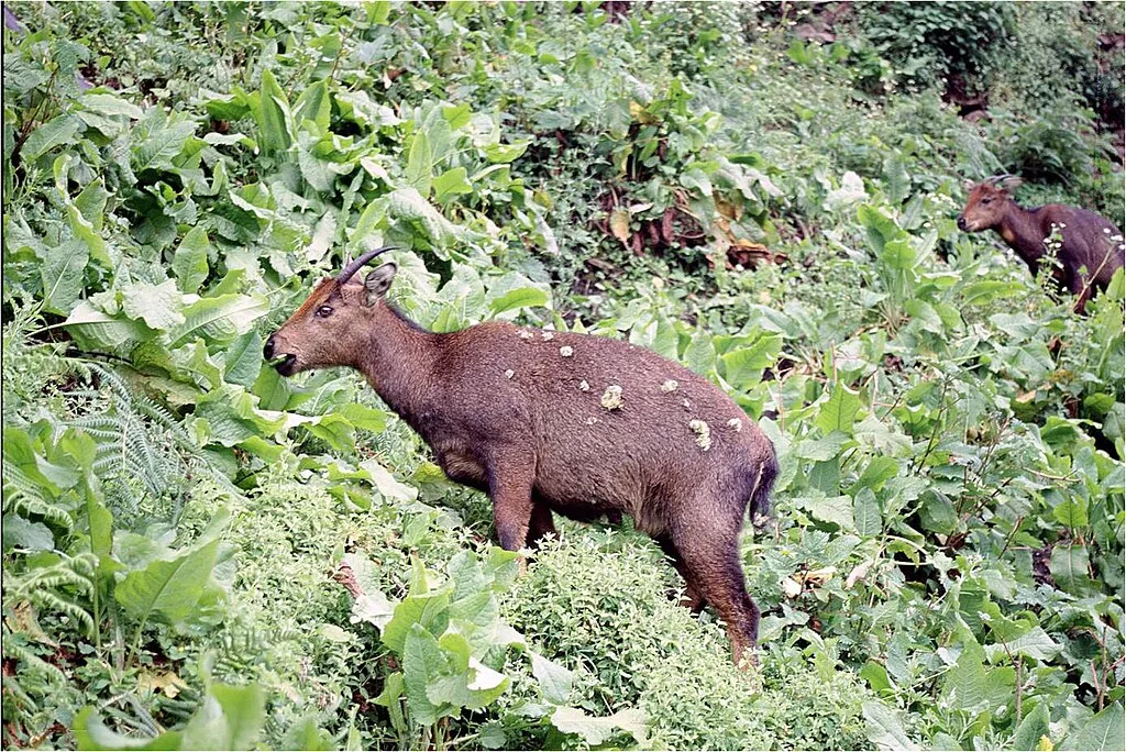 An Himalayan Goral