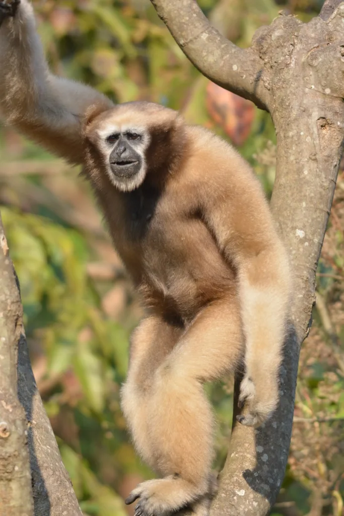 The acrobatic Hoolock Gibbon