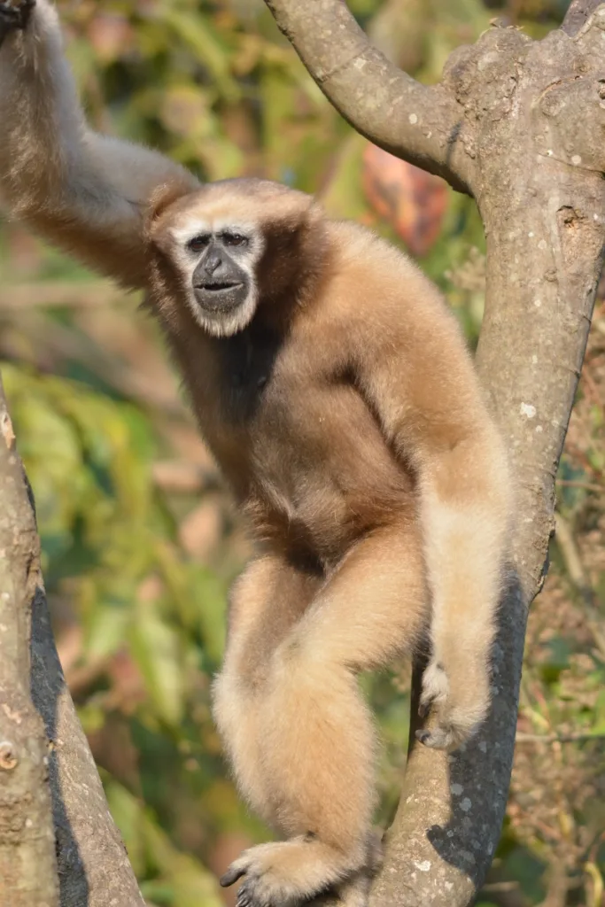 The Delightful Hoolock Gibbon