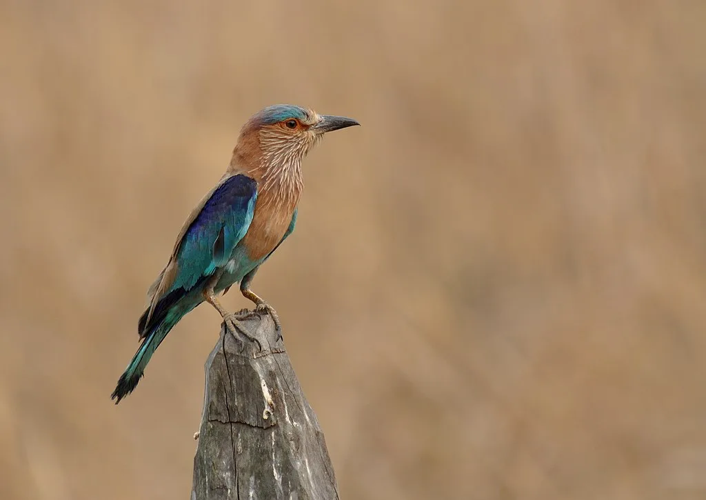 The colourful Indian Roller