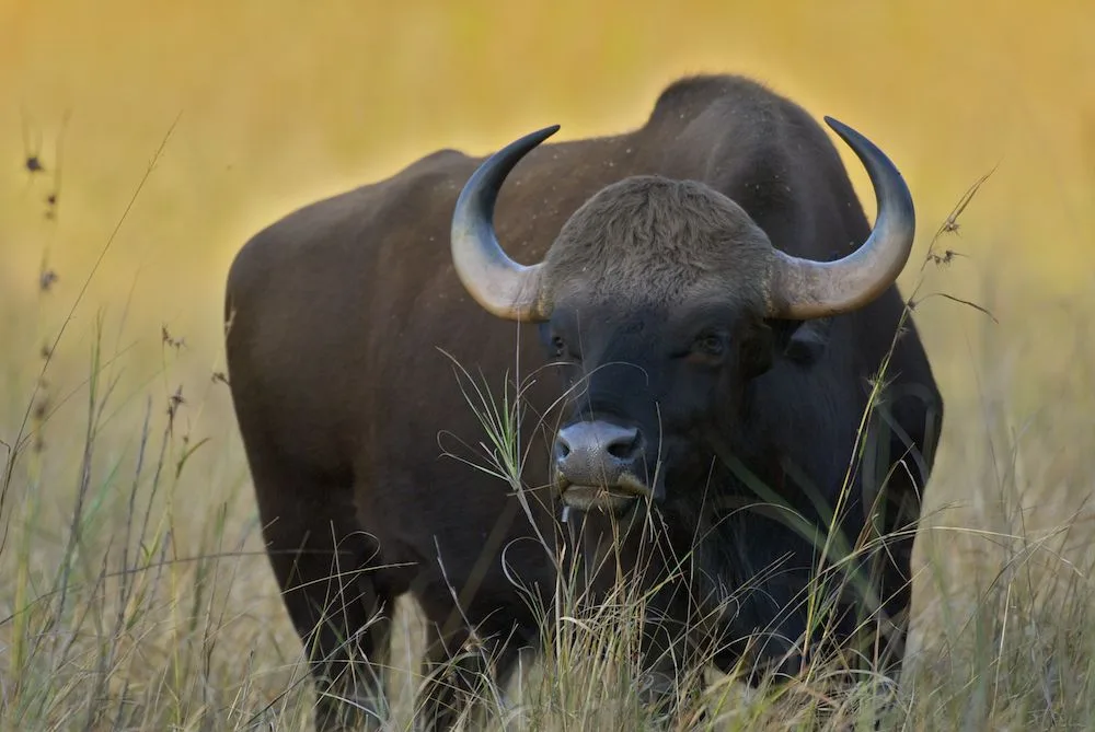 The mighty Bison gazing in the jungle |