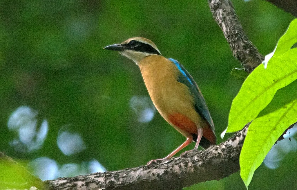 Indian Pitta A beauty