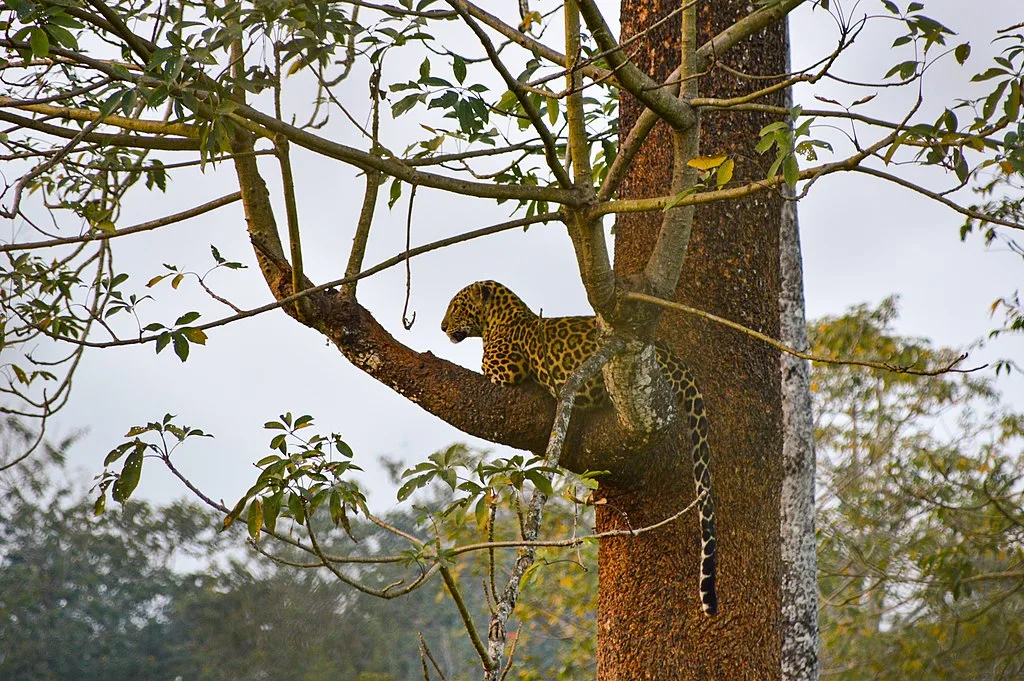 Indian leopard watching its prey from a tree