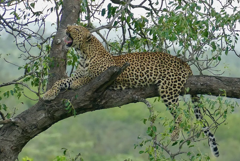 Leopard yawing on the branch of a tree