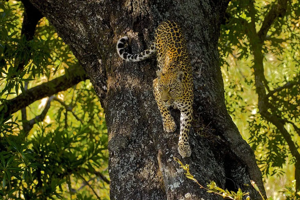 enjoying the shade from the sun