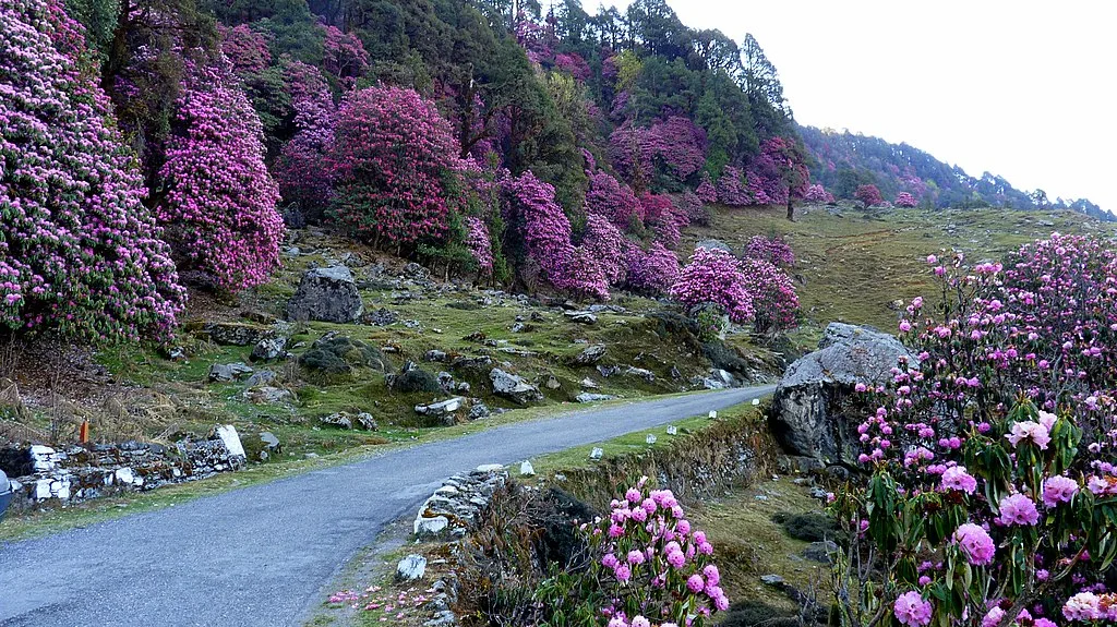 Natural flowers,the rhododrandums