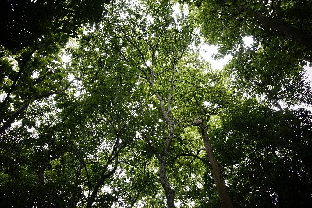 The unique teak forest