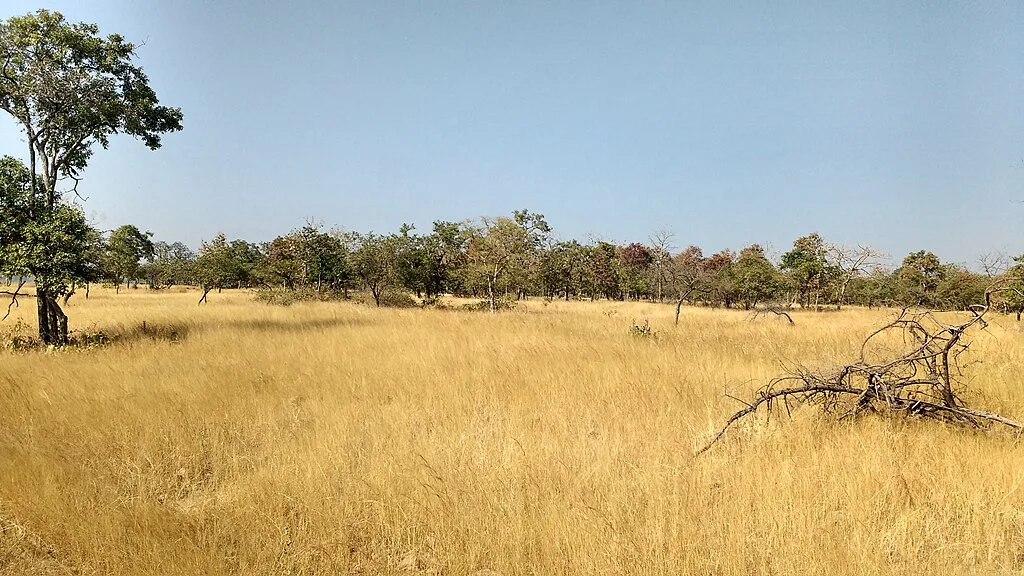 Grasslands at kawal tiger reserve