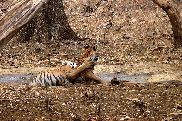 A pair of cubs playing in the mud