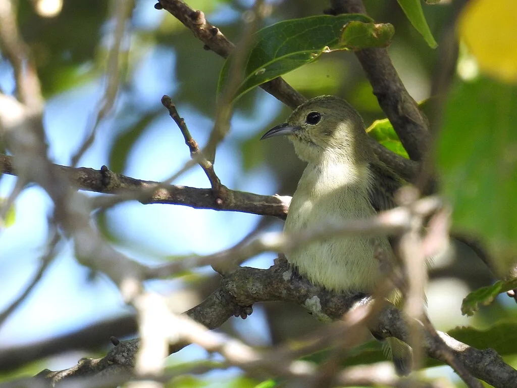 Plain flowerpecker Dampa Tiger Reserve