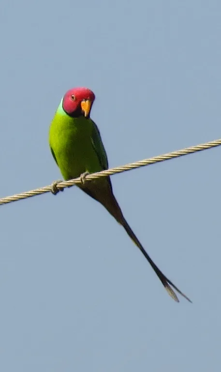 Plum headed parakeet