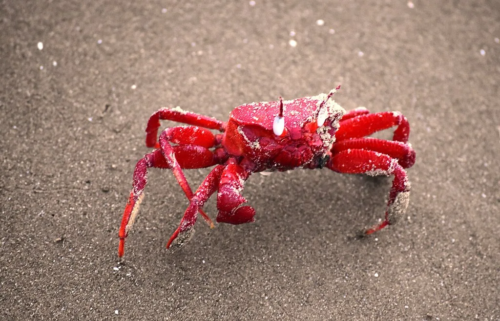 Red crab  from Bay of Bengal which migrates at Mandarmani