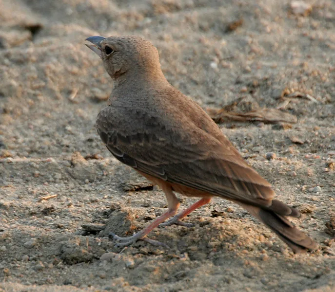 A beautiful Rufous tailed Lark